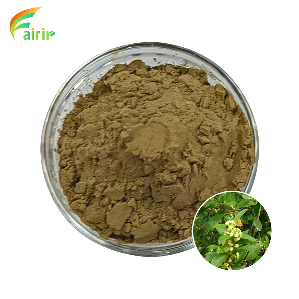Gymnema Sylvestre Extract Powder